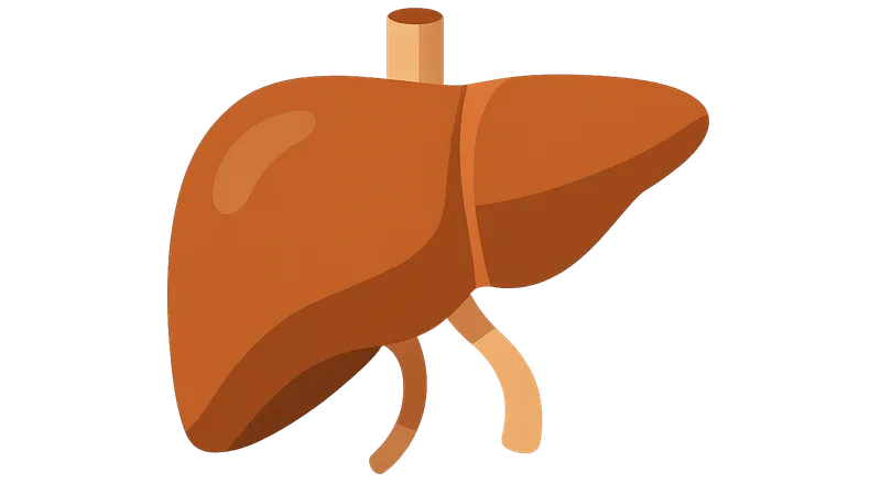 Liver as Metabolic Hub