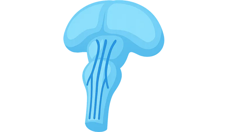 Descending motor pathways in brainstem