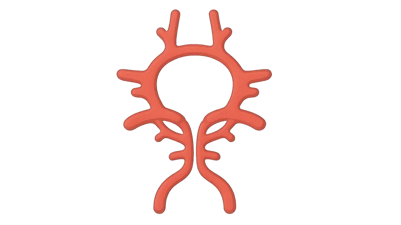Vascular supply (Circle of Willis)