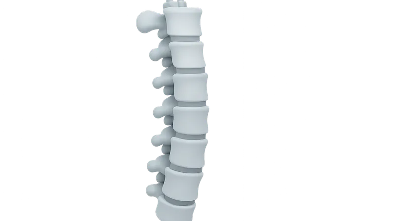 Vertebral Column