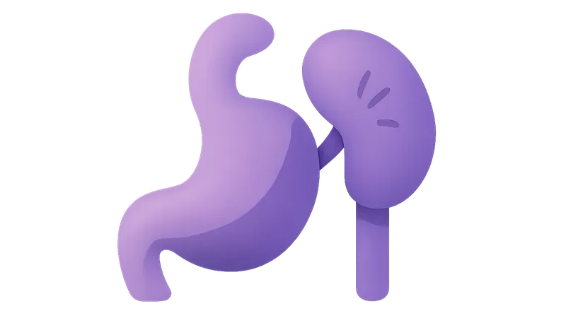 Spleen development