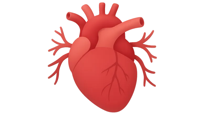 Cardiovascular system overview