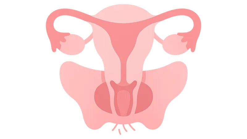 Pelvic Viscera