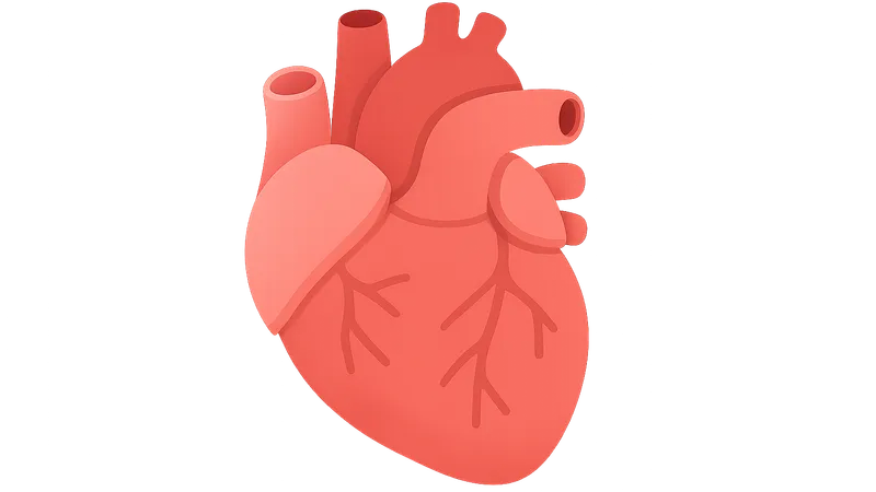 Cardiovascular System