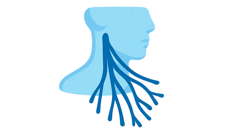 Cervical Plexus