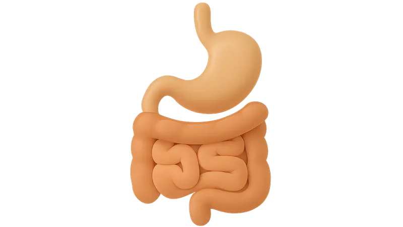 Gastrointestinal System