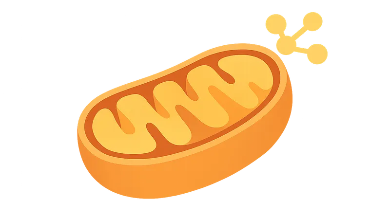 Oxidative Phosphorylation