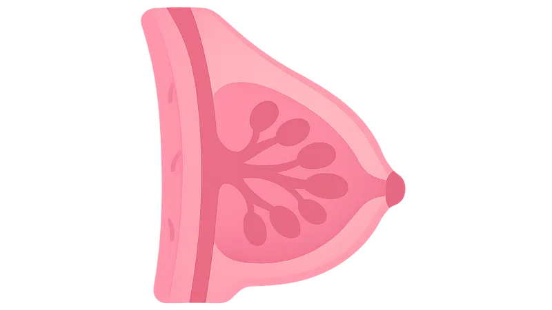 Breast Anatomy and Physiology