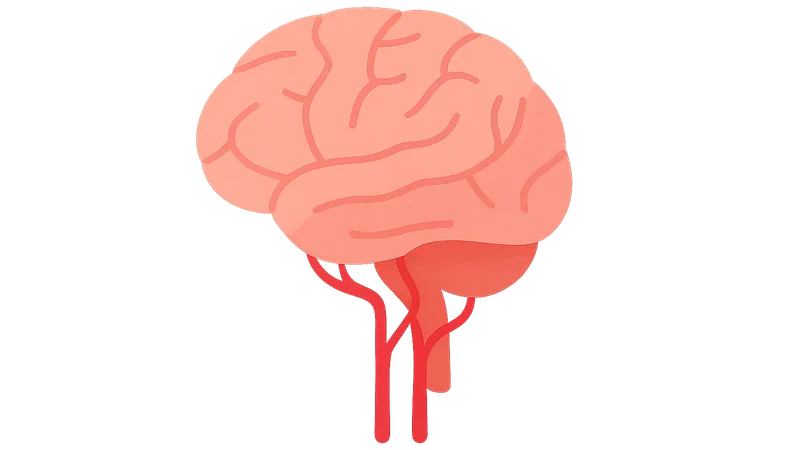 Blood Supply of the Brain