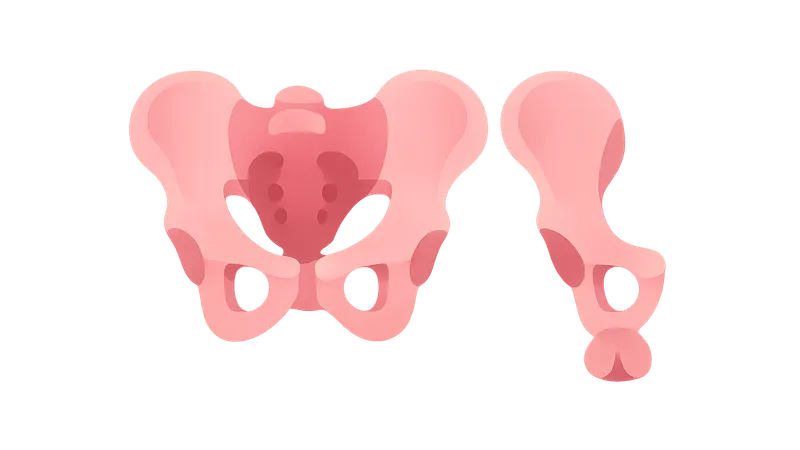 Gender Differences in Pelvic Anatomy