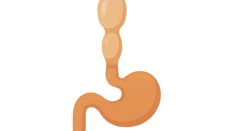 Primitive gut formation