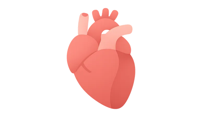 Phases of the cardiac cycle