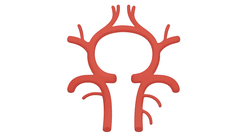 Variations in circle of Willis