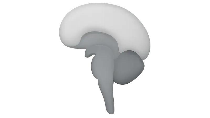 Vital centers in brainstem