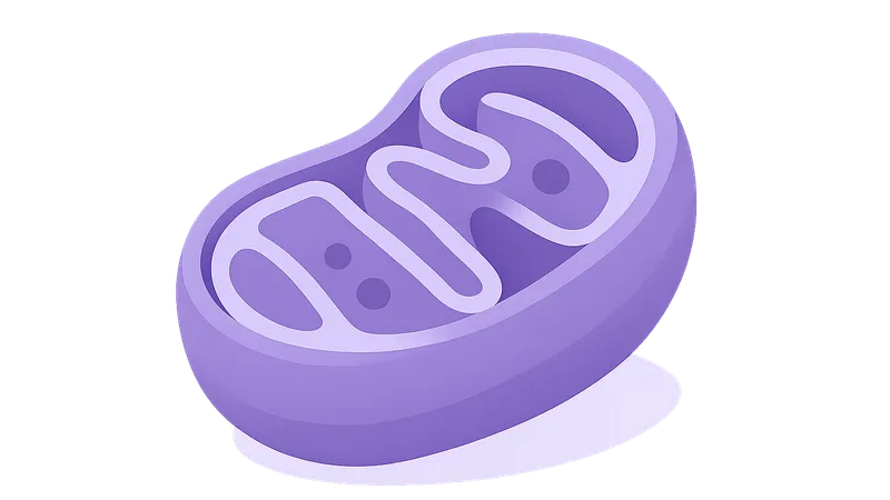 Mitochondrial Diseases