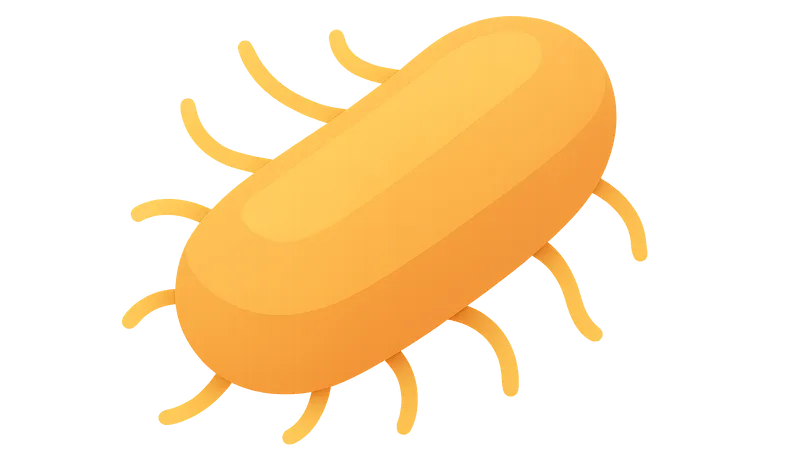 Bordetella pertussis