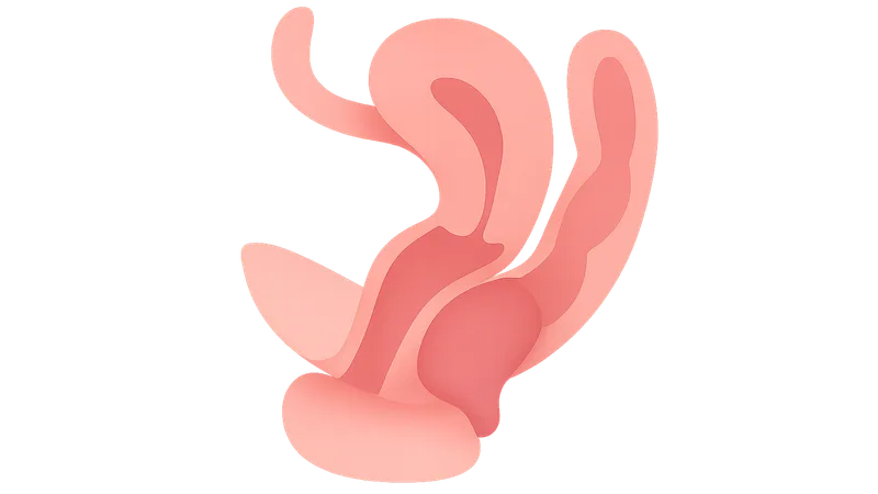 Rectocele and Enterocele