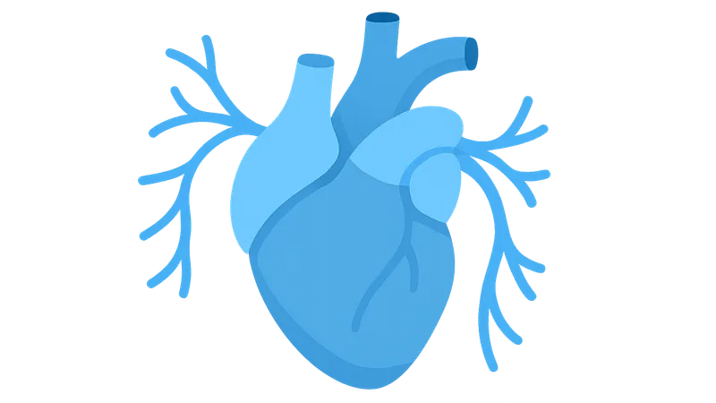 Autonomic innervation of thoracic organs