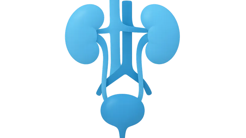 Urinary System