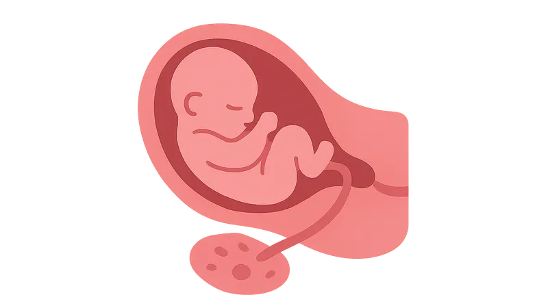 Third stage of labor