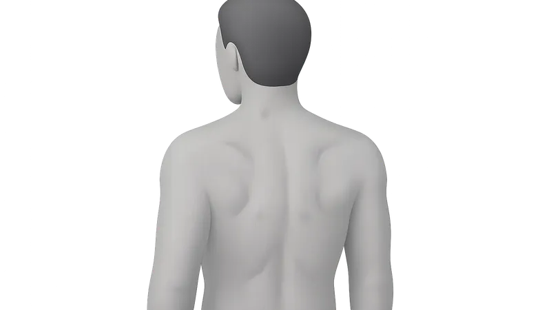 Surface Anatomy of the Back