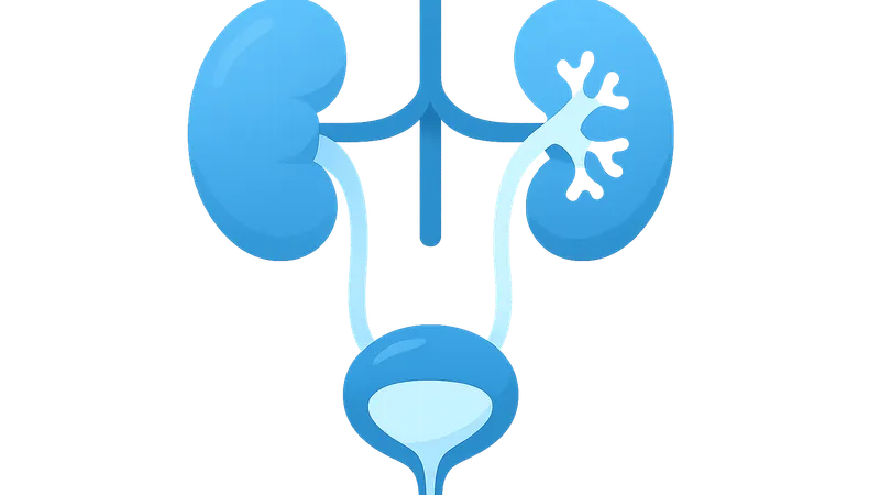 Intravenous Urography