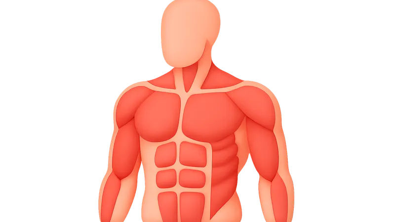 Muscular System