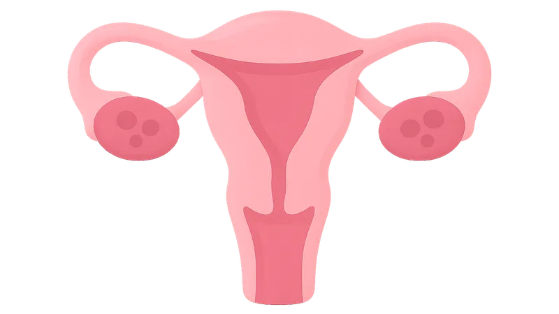 Female reproductive cycle phases