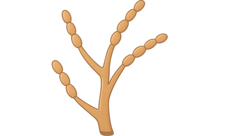 Sporothrix schenckii complex