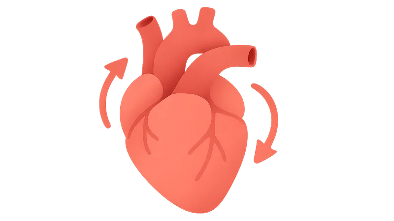 Cardiovascular Reflexes