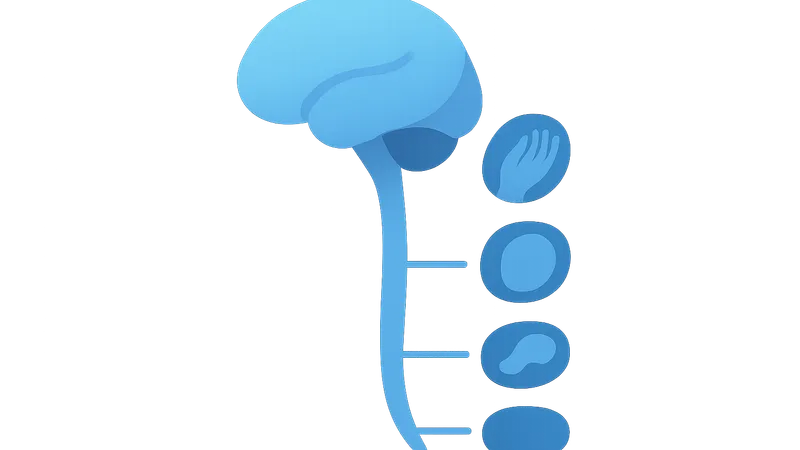 Somatotopic organization