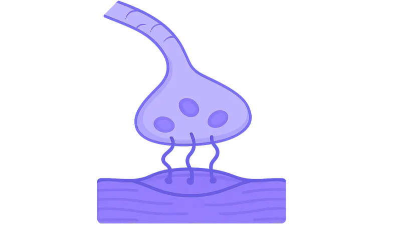 Neuromuscular Junction