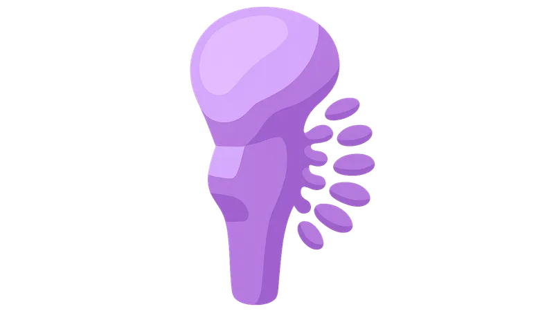 Cranial nerve nuclei