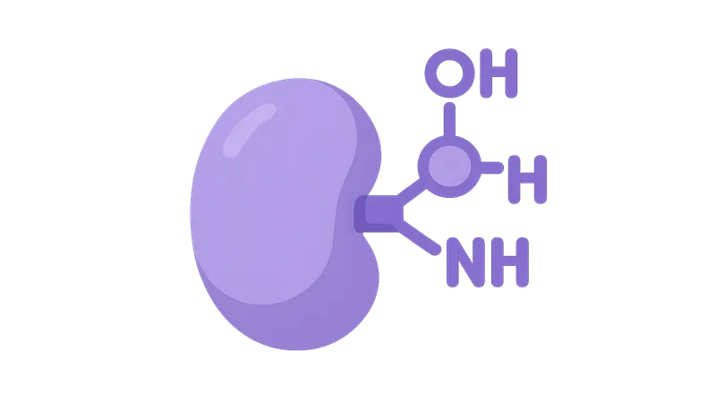 Phase II metabolism (conjugation reactions)
