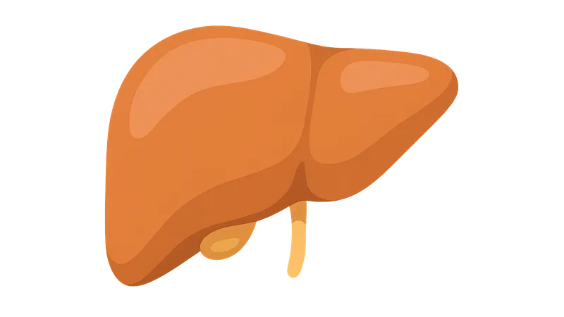 Liver Anatomy and Physiology