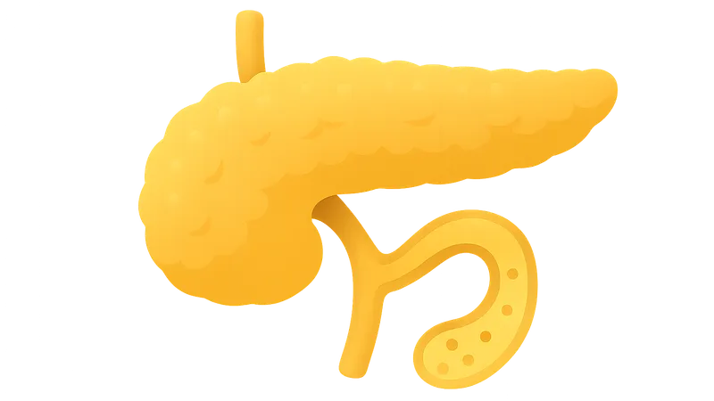 Pancreatic exocrine function