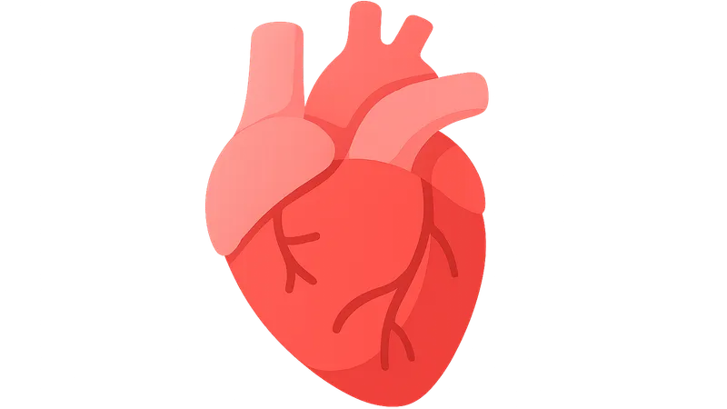 Cardiovascular Evaluation