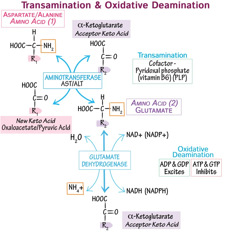 Transdeamination pathway diagram