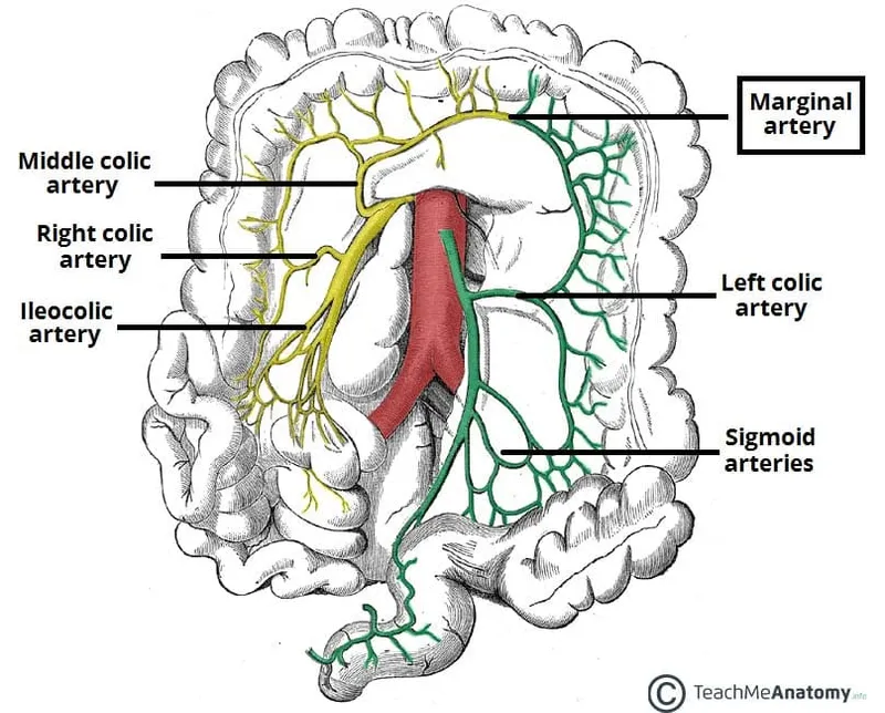 SMA and IMA distributions and anastomoses
