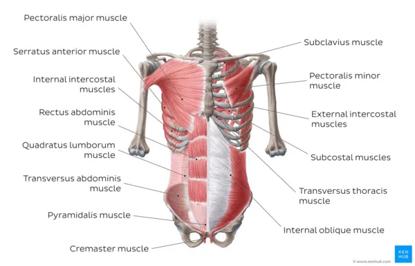 Anterior Abdominal Wall Muscles