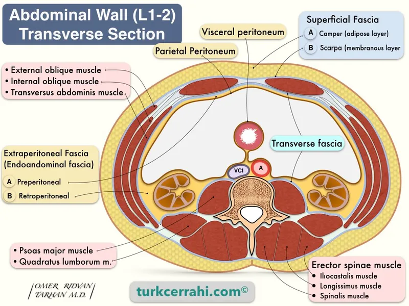 Abdominal Wall Transverse Section