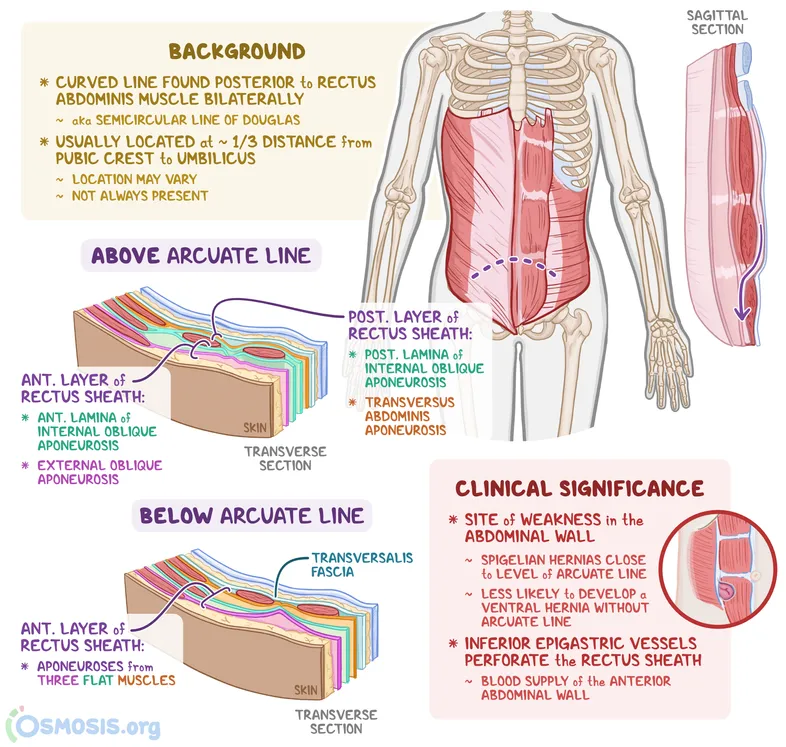 Rectus Sheath Layers and Arcuate Line Anatomy