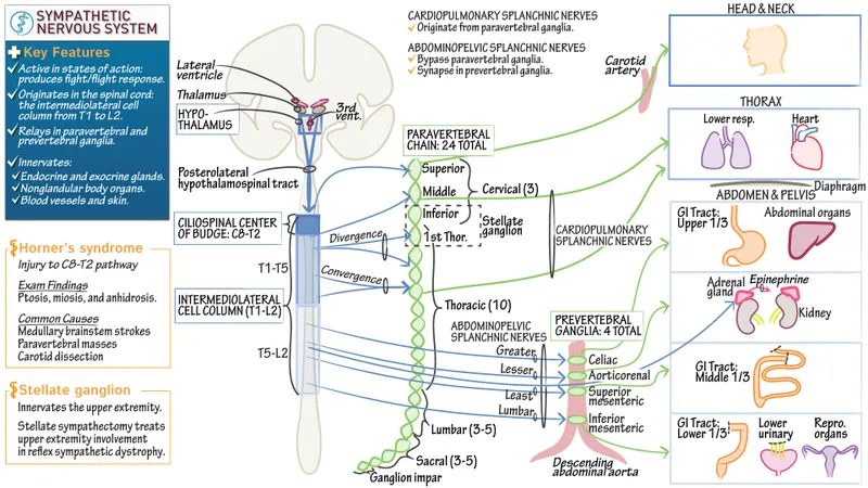 Sympathetic Innervation Pathway Diagram