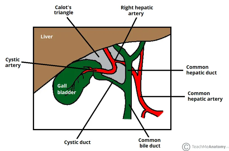 Calot's triangle and surrounding structures