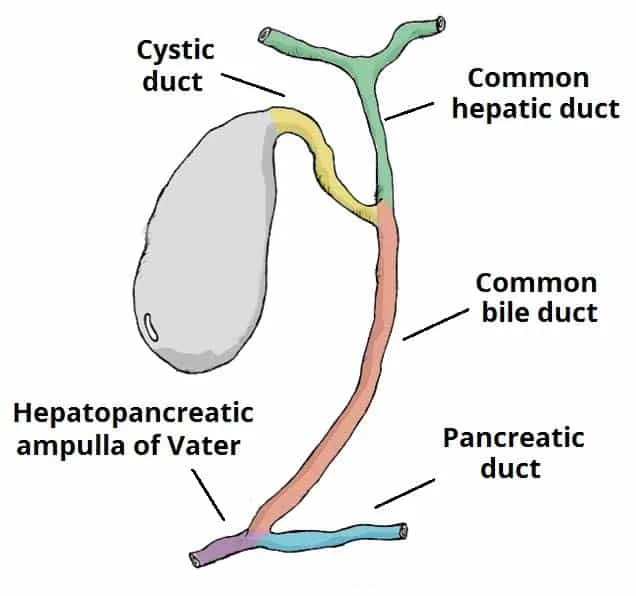 Biliary system and pancreatic duct diagram
