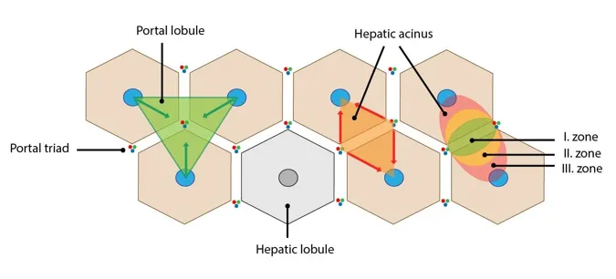 Liver lobule and acinus zones