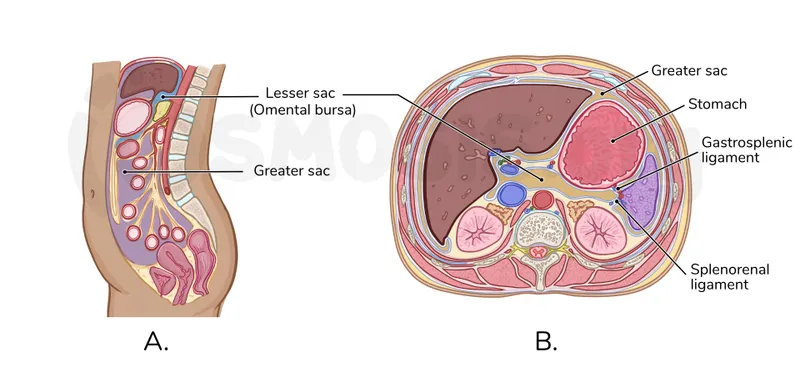 Peritoneal Cavity: Sagittal and Transverse Views