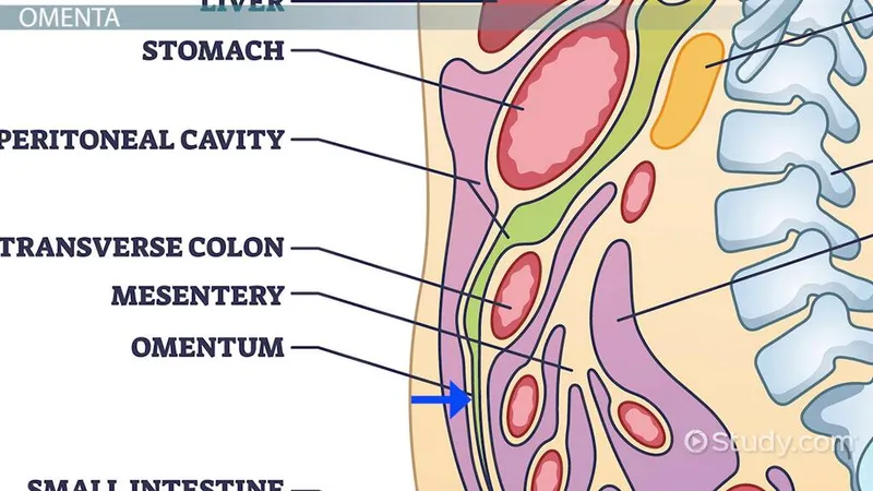 Peritoneal cavity and abdominal organs sagittal view