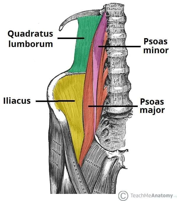Muscles of the Posterior Abdominal Wall