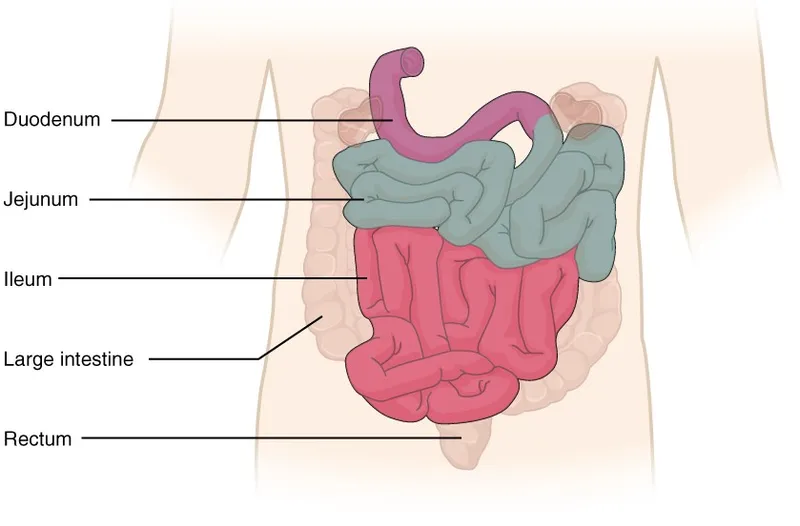 Small Intestine Segments: Duodenum, Jejunum, Ileum
